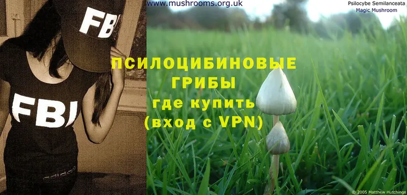 где можно купить наркотик  Азнакаево  ОМГ ОМГ tor  Галлюциногенные грибы Psilocybe 